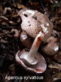 Agaricus sylvaticus-amf140